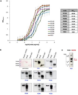 Identification of Rv1133c (MetE) as a marker of Mycobacterium tuberculosis replication and as a highly immunogenic antigen with potential immunodiagnostic power